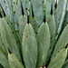 Agave