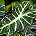 Alocasia