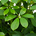 Arboricola