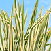 Bamboo & Ornamental Grass