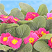 Bedding Plants