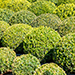 Buxus