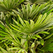 Chamaerops