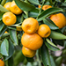 Citrus