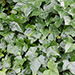Climbing Plants