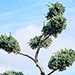 Conifers
