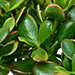 Crassula