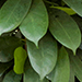 Cyathistipula