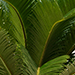 Cycas