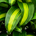 Dracaena