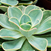 Echeveria
