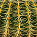 Echinocactus