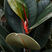 Elastica Abidjan