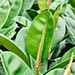 Elastica Robusta