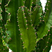 Euphorbia