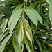 Ficus