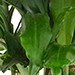 Fragrans