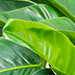 Green Congo