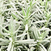 Herbs