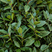 Laurus