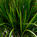 Marginata