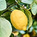 Mediterranean Plants