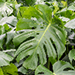Monstera