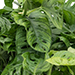 Obliqua