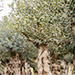 Olea