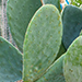 Opuntia