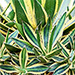 Perennials