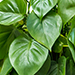 Philodendron