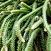 Rhipsalis
