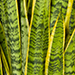 Sansevieria