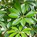 Schefflera