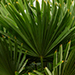 Trachycarpus