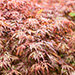 Trees & Shrubs