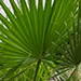 Washingtonia