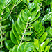Zamiifolia