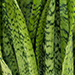 Zeylanica